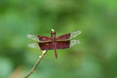 Camacinia gigantea