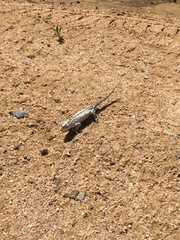 Bradypodion occidentale