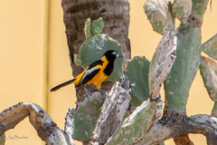 Icterus icterus
