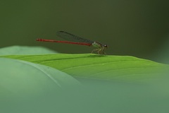 Ceriagrion chaoi