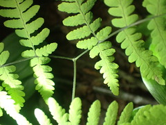 Gymnocarpium dryopteris