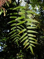 Asplenium juglandifolium