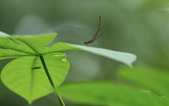 Ceriagrion chaoi