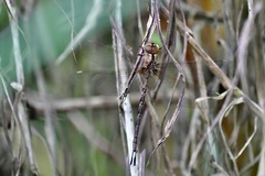 Gynacantha subinterrupta