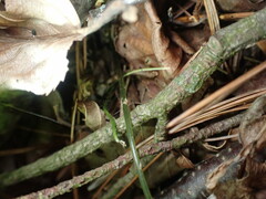 Gymnocarpium dryopteris