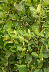 Rhizophora mucronata
