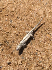 Bradypodion occidentale