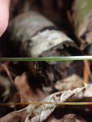 Gymnocarpium dryopteris