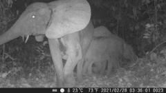 Loxodonta cyclotis