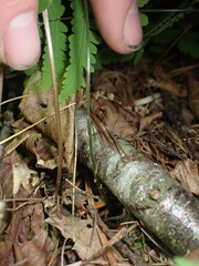 Gymnocarpium dryopteris