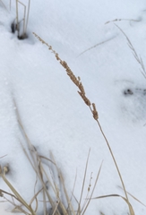 Beckmannia syzigachne