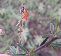 Indigofera sessilifolia