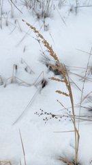 Beckmannia syzigachne