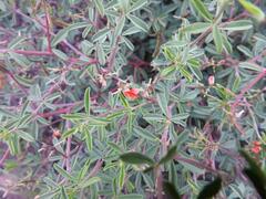 Indigofera sessilifolia