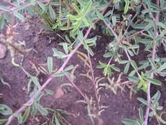 Indigofera sessilifolia