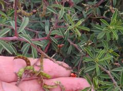 Indigofera sessilifolia