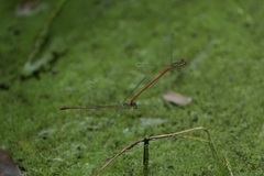 Ceriagrion chaoi