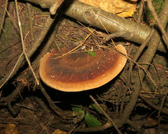 Ischnoderma resinosum