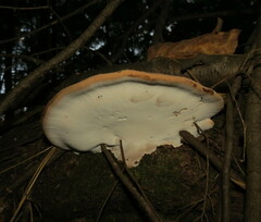 Ischnoderma resinosum