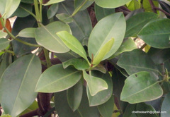 Rhizophora mucronata