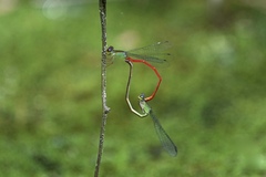 Ceriagrion chaoi