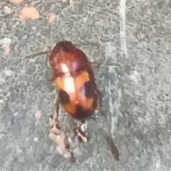 Poecilocrypticus formicophilus