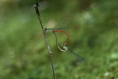 Ceriagrion chaoi