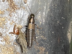 Philonthus decorus