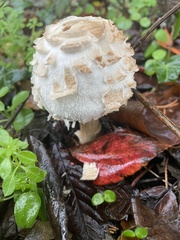 Chlorophyllum rhacodes
