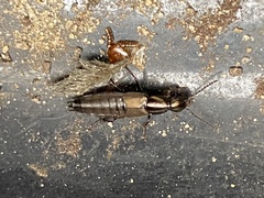 Philonthus decorus