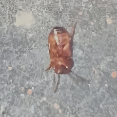 Poecilocrypticus formicophilus