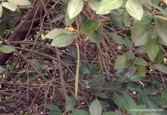 Rhizophora mucronata