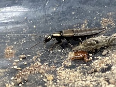 Philonthus decorus