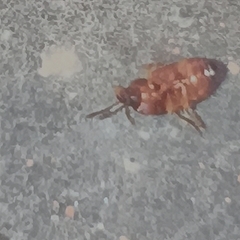Poecilocrypticus formicophilus