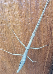 Diapheromera femorata