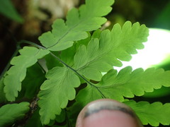 Gymnocarpium dryopteris