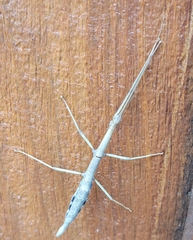 Diapheromera femorata