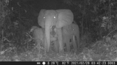 Loxodonta cyclotis