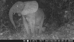 Loxodonta cyclotis