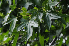 Liquidambar styraciflua