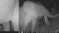 Loxodonta cyclotis