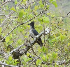 Clamator levaillantii