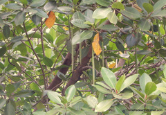 Rhizophora mucronata