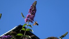 Macroglossum stellatarum