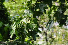 Liquidambar styraciflua