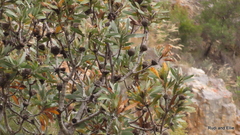 Protea roupelliae roupelliae