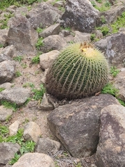 Kroenleinia grusonii