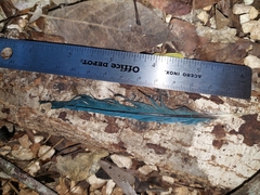 Cyanocorax yucatanicus