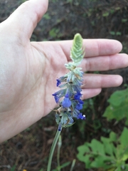 Salvia lavanduloides