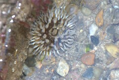 Urticina felina
